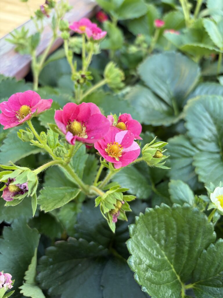 strawberry plant blooming